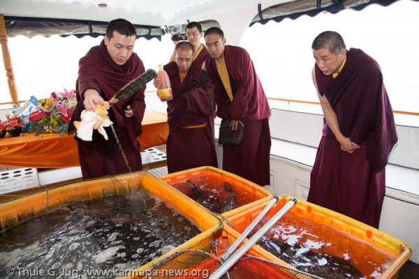 Fish release 1